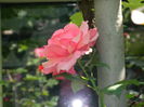 DSCN9781