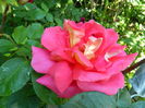 DSCN9787