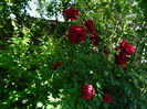 DSCN9794