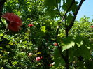 DSCN9804