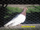 ,,Mutu,, pasarea-mi de inceput care inca repr.