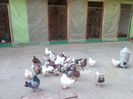 SAM_1842