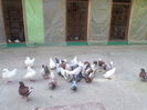 SAM_1843