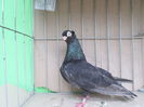 SAM_1923