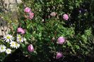 Harlow Carr