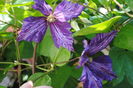 clematis Tie Dye