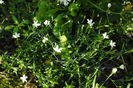 28 mai,dianthus deltoides Alba