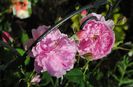 Harlow Carr