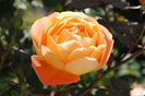 Lady Emma Hamilton