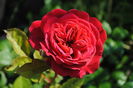 lami-des-jardins(Guillot)
