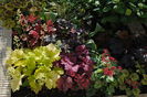 heuchera