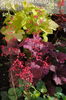 heuchera