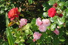 lami-des-jardins+William Christie+Red Leo