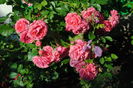 Rosarium Uetersen
