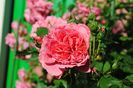 Rosarium Uetersen