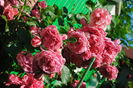 Rosarium Uetersen