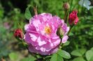 England s Rose