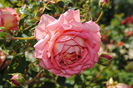 Jubilee Celebration