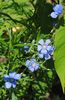 linium perene(in peren)
