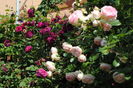 Munstead Wood si Eden Rose