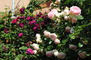 Munstead Wood si Eden Rose