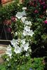 campanula persicifolia Alba