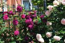 Munstead Wood si Eden Rose