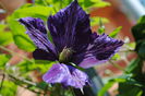 clematis Tie Dye