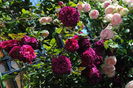 Munstead Wood si Eden Rose