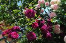 Munstead Wood si Eden Rose