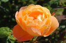 Lady Emma Hamilton