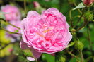 Harlow Carr