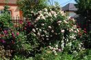 Munstead Wood si Eden Rose