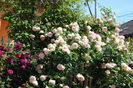 Munstead Wood si Eden Rose