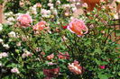 Jubilee Celebration