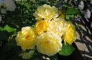 golden border(comtesse du barry)