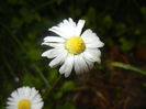 Bellis perennis (2016, April 19)