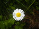 Bellis perennis (2016, April 19)