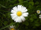 Bellis perennis (2016, April 19)