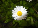 Bellis perennis (2016, April 19)