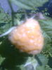 Zm. Orange,cu fruct mare,28.05.2016
