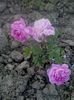 harlow carr -multumesc Silvia