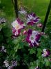 purple splash