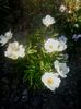 krinkled white