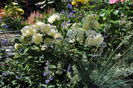 golden border(comtesse du barry)