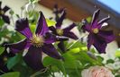 clematis Romantika