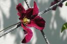 clematis Vitiwester