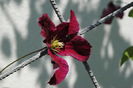 clematis Vitiwester