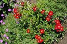 Bienenweide Rot