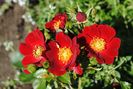 Bienenweide Rot